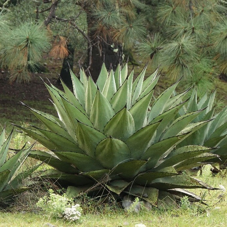 アガベ　ジェントリー　特大❗ アガベ ジェントリー 特大株❗