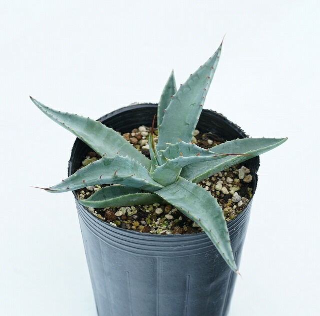 アガベ ジェントリージョーズ 7 ☆ジェントリージョーズ アガベ 極上株