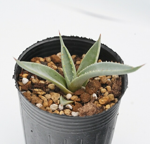 アガベ・アップラナタ 2号ロングポット | | アガベ（リュウゼツラン