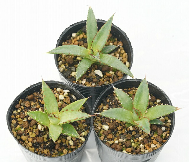 アガベ・ホリダ 2号ロングポットx3株セット | | アガベ