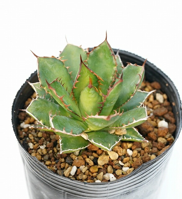 �����١��ۥ����3����󥰥ݥå�