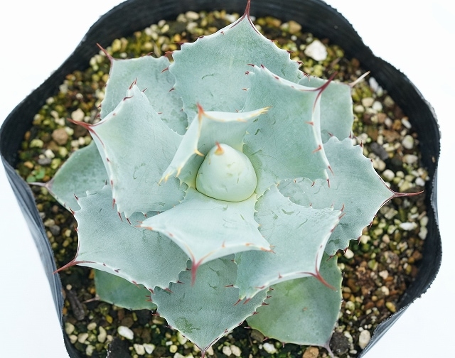 【実生選抜】アガベ　イシスメンシス　超美形 実生選抜】アガベ イシスメンシス 超美形 アガベ