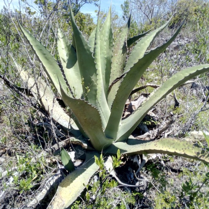 アガベ・アスペリマ・ポトシエンシス 2号ロングポット | | アガベ