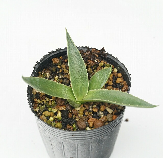 リュウゼツラン　アガベ　パリー　青緑色 約30cm アガベ：パリートルンカータ 8号鉢植え の通販 | 園芸ネット