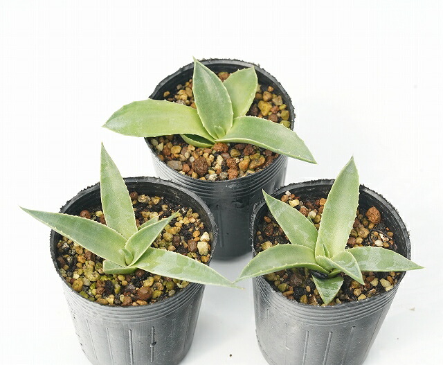 アガベ パリー 3株セット アガベ・パリー・トルンカータ 3号ロングポットx3株セット