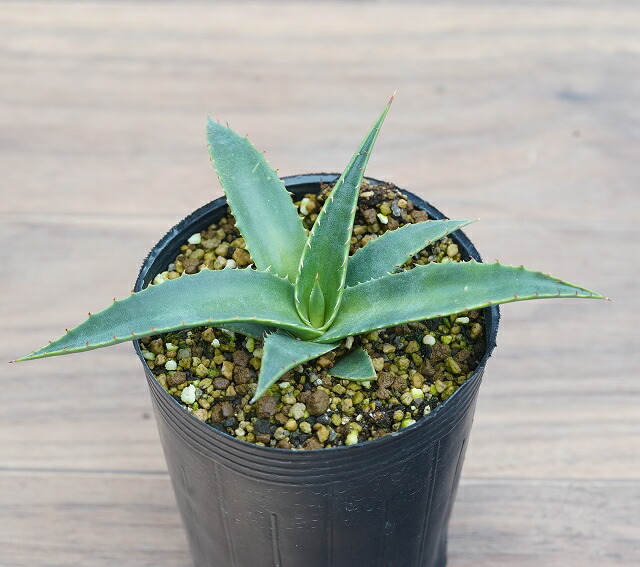 アガベ・マケルベヤナ 3号ロングポット | | アガベ（リュウゼツラン