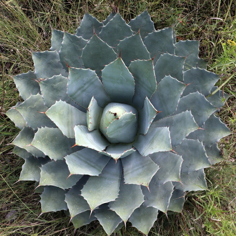 アガベ ポタトルム グローライト　中斑 アガベ ポタトルム グローライト 中斑 US （スポーン ゼブラ