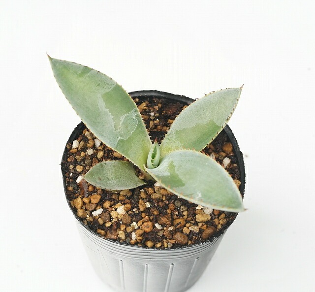 アガベ・マキシミリアナ 2号ロングポット | | アガベ（リュウゼツラン