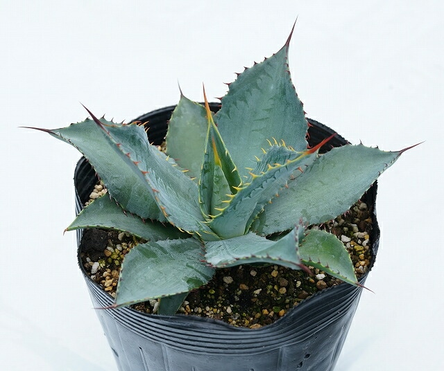 アガベ・マキシミリアナ 5号ポット | | アガベ（リュウゼツラン