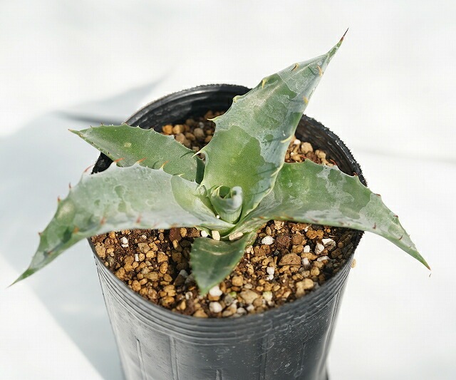 アガベ・ナッサビオラム 3号ロングポット | | アガベ（リュウゼツラン