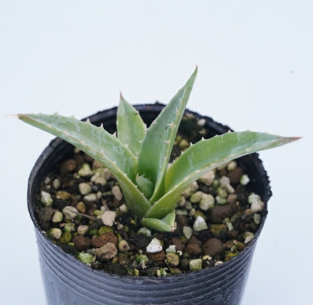 アガベ エボリスピナ特大サイズ ボール型 ロングスピン スペシャル