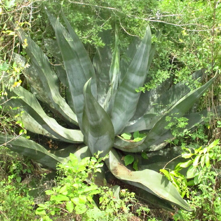 アガベバレンシアナ ヴァレンシアナ 種子] アガベ ヴァレンシアナ Agave valencianaの商品情報