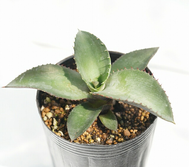 アガベバレンシアナ ヴァレンシアナ 種子] アガベ ヴァレンシアナ Agave valencianaの商品情報