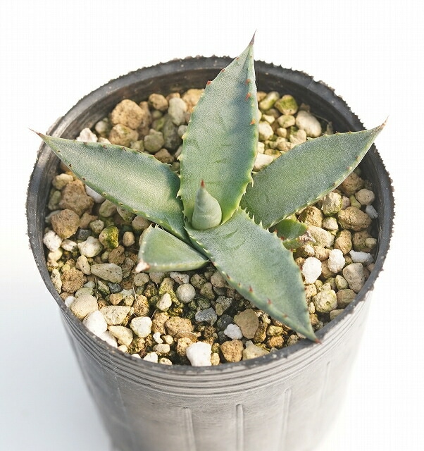 アガベ サルミアーナ・クラッシスピナ 2号ロングポット植え | | アガベ