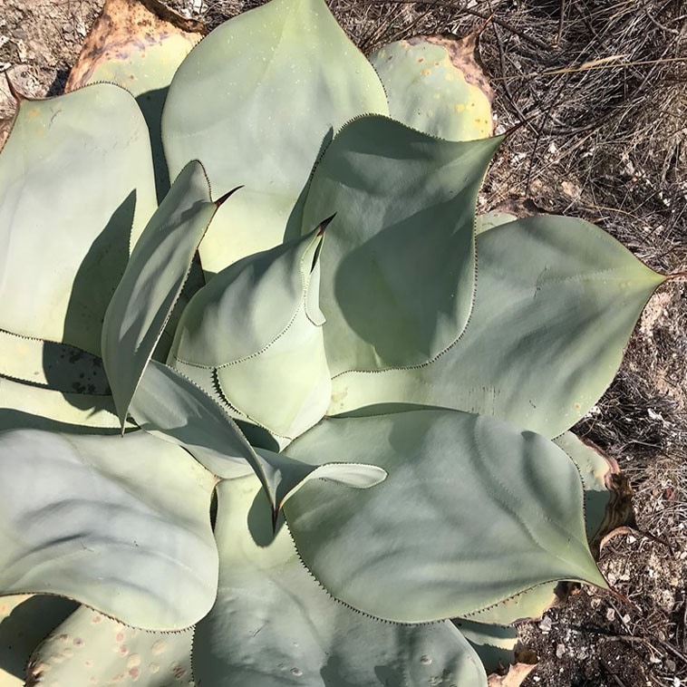 アガベ　ジプシコラ アガベ・ジプシコラ 3号ロングポット | | アガベ（リュウゼツラン
