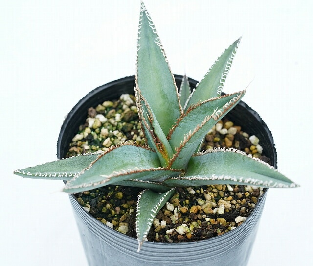 アガベ・メガロドンタ 3号ロングポット | | アガベ（リュウゼツラン