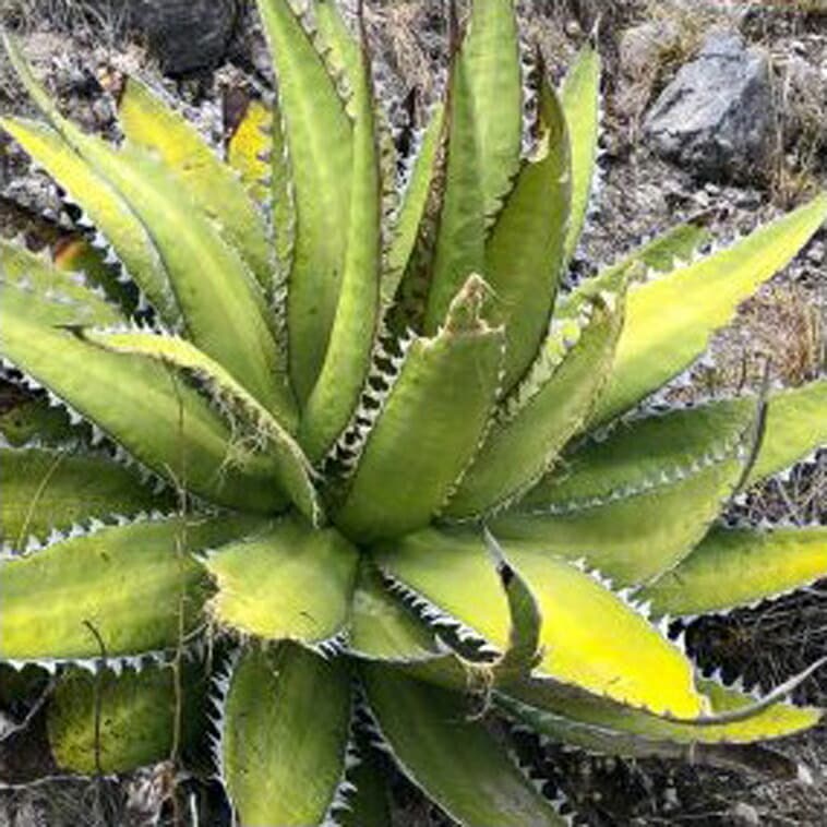 アガベ・メガロドンタ 5号ポット | | アガベ（リュウゼツラン） | 四国