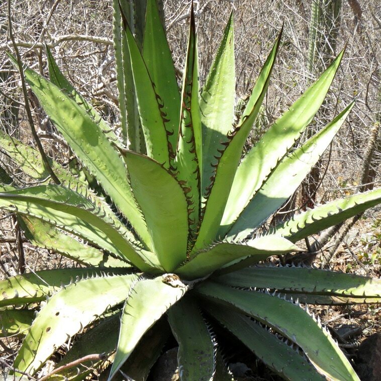 アガベ・キオテペセンシス 2号ロングポット | | アガベ