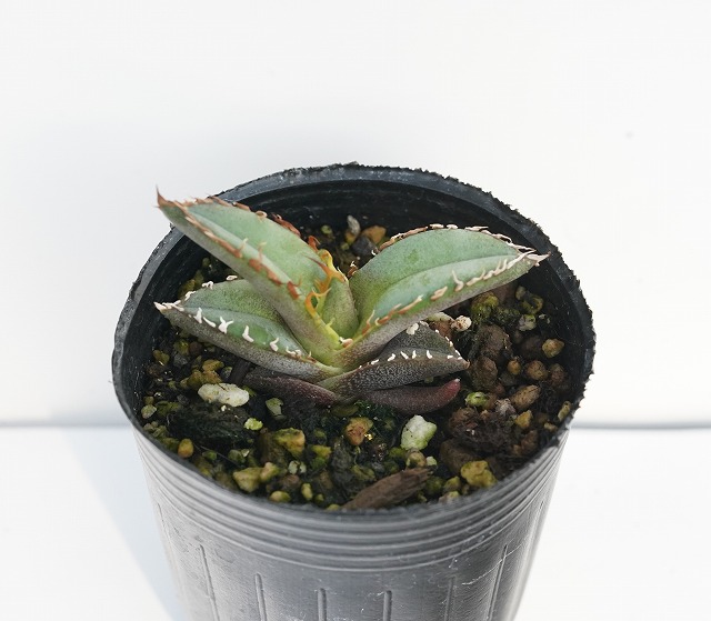 大きなアガベ 観葉植物 フィリグリー 佐賀アガベ愛好家T氏育成株 O.Z.S PLANTS CLUBでは 苗や