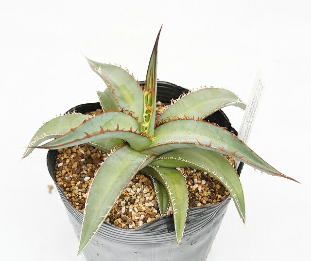 アガベ・キオテペセンシス 5号ポット | | アガベ