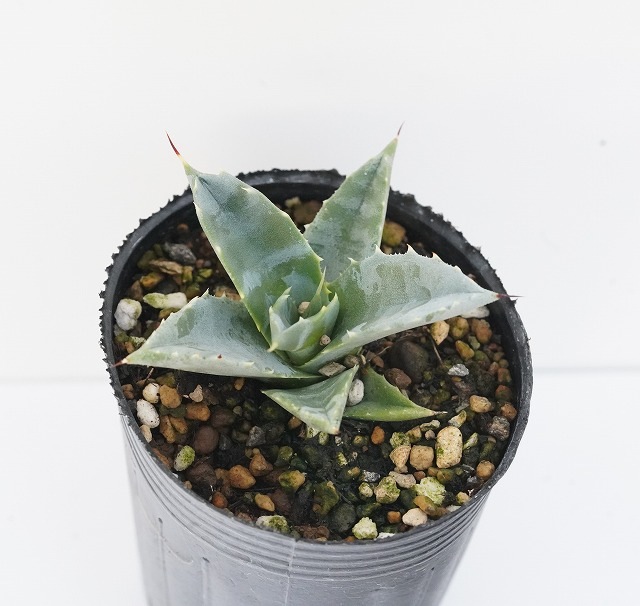 セバスティアナ セバスティアーナ sebastiana アガベ agave アガベ