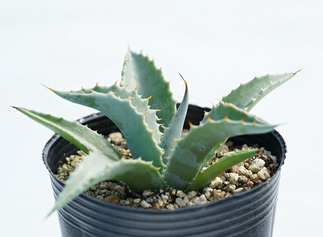 アガベ・セバスティアナ 3号ロングポット | | アガベ（リュウゼツラン