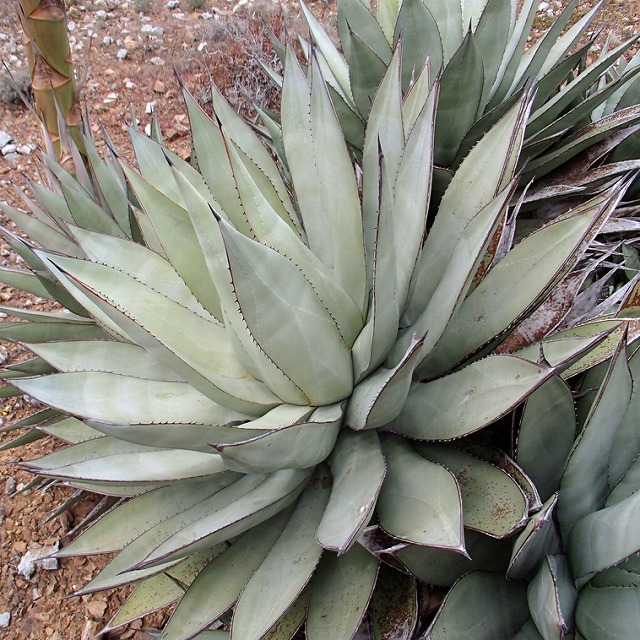 アガベ・セバスティアナ 5号ポット | | アガベ（リュウゼツラン