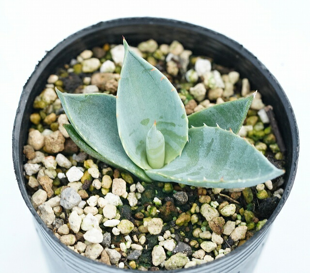 �����١��ѥ꡼���ȥ�󥫡�����2����󥰥ݥå�