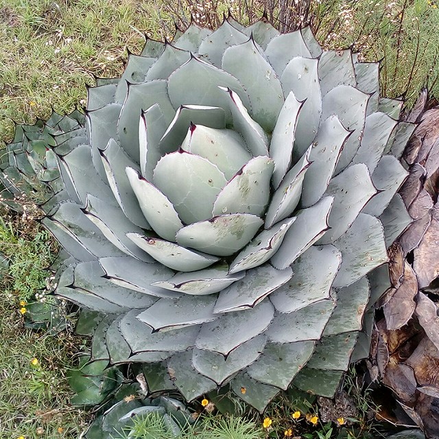 アガベ・パリー・トルンカータ 2号ロングポット | | アガベ