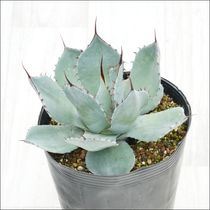 �����١��ѥ꡼���ȥ�󥫡�������ꥯ�������5����󥰥ݥå�