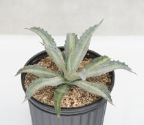 アガベ・キシロナカンサ「ブルー」 3号ロングポット | | アガベ