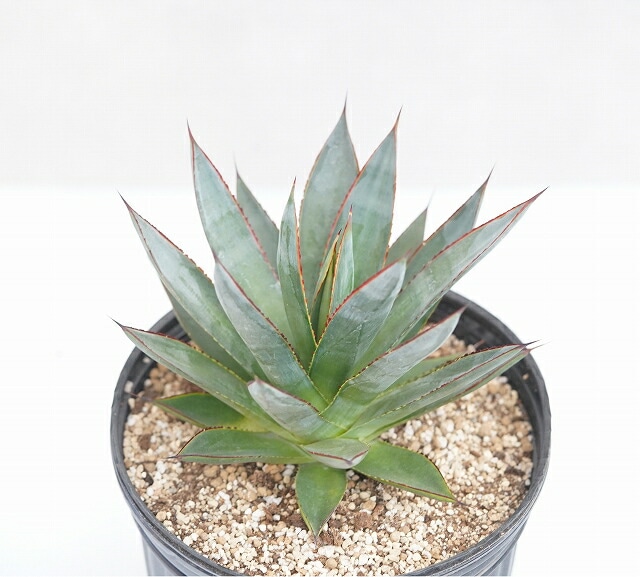 ブルーグローハイブリッド 大株 アガベ「ブルー・グロー」 大株 ※7号規格 抜き苗 | | アガベ