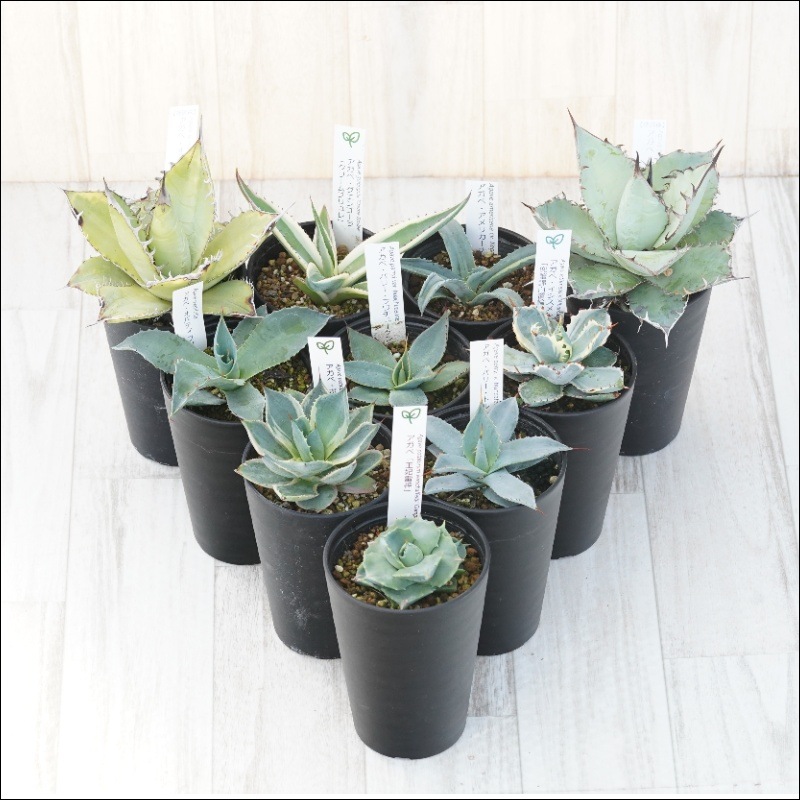 アガベ 5鉢セット 【公式通販】 アガベ 5鉢セット お盆特別価格