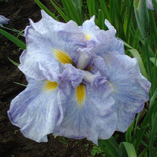 2023年春～開花見込み】花菖蒲「湊花の薫」 4号ポット植え | | 花菖蒲