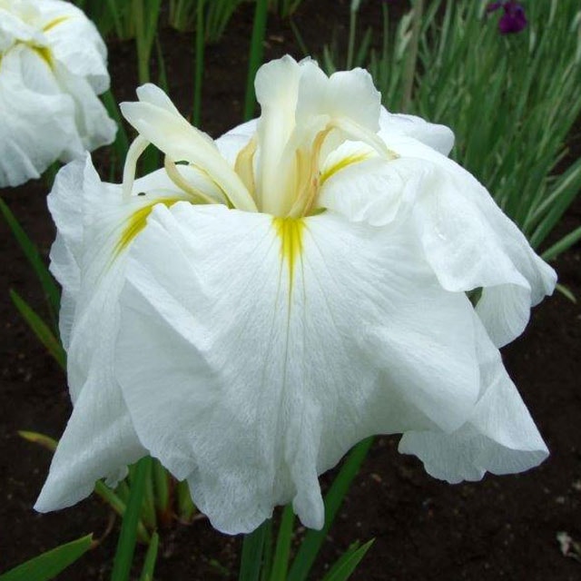 2023年春～開花見込み】花菖蒲「深雪」 4号ポット植え | | 花菖蒲