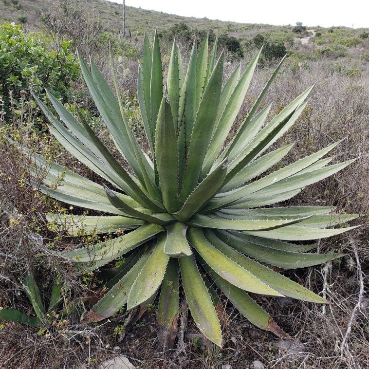 訳あり】アガベ・ガルシアメンドーサ 5号ポット | | アガベ