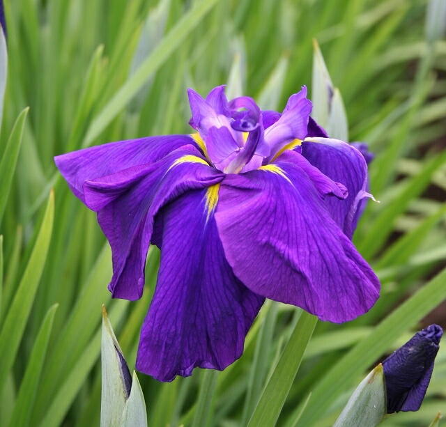 ��2023ǯ�ա����ָ����ߡ۲־Գ���������Ρס�4���12cm�˥ݥå�