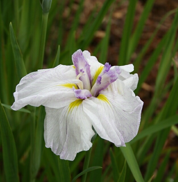 2023年春～開花見込み】花菖蒲「煙樹ヶ浜」 4号（12cm）ポット