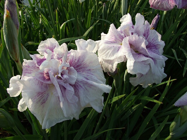 ��2023ǯ�ա����ָ����ߡ۲־Գ��ֿ�ī������ס�4���12cm�˥ݥå�