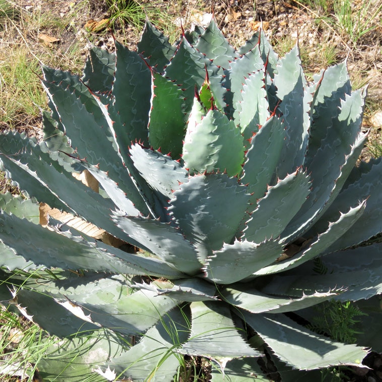 【希少バランス抜群美株】 アガベ　グアダラハラナドワーフタイプ　低重心　鉢付き 希少バランス抜群美株】 アガベ グアダラハラナドワーフタイプ 低重心