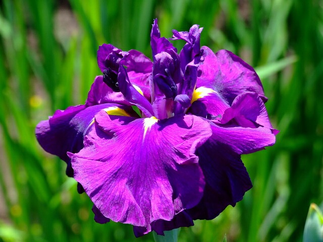 ��2023ǯ�ա����ָ����ߡ۲־Գ��֥ǥ����ץ������åɡס�4���12cm�˥ݥå�