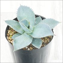 ⭐*ー様 アガベ ユタエンシス　エボリスピナ アガベ・ユタエンシス「エボリスピナ」 2号ロングポット | | アガベ