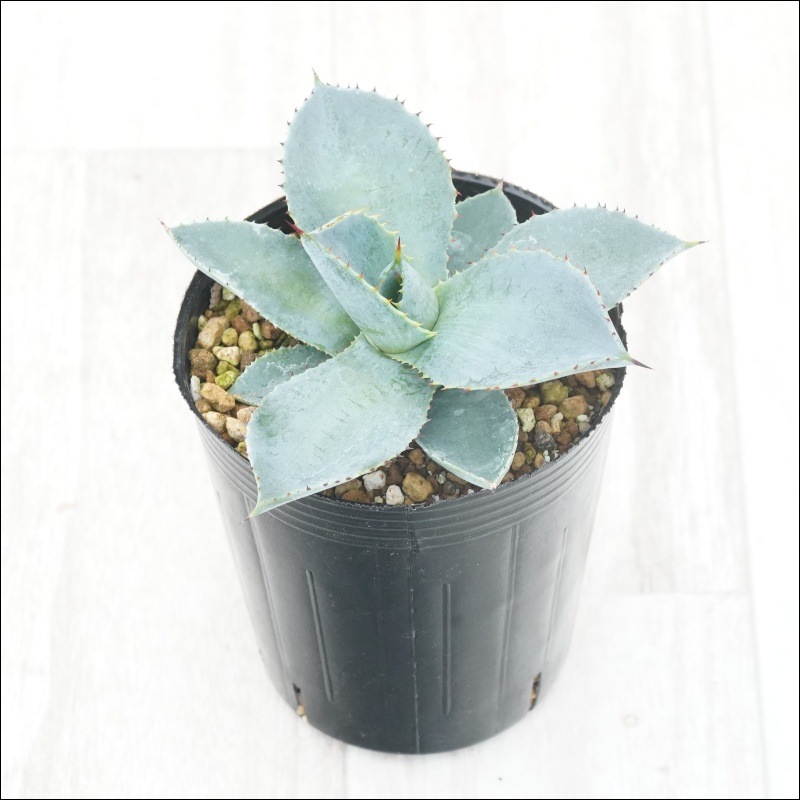 アガベ　ポタトラム×ドラゴントゥースHyb アガベ ポタトラム×ドラゴントゥースHyb アガベ ドラゴントゥース