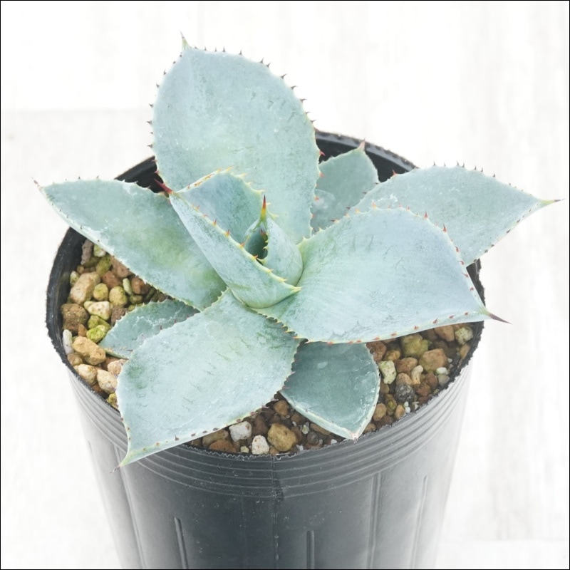 アガベ ドラゴントゥース 大株 鉢ごと発送 Yahoo!オークション - アガベ 'ドラゴントゥース'