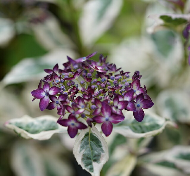 2025年～開花見込み株》ヤマアジサイ「御殿場錦」（山紫陽花） 3号