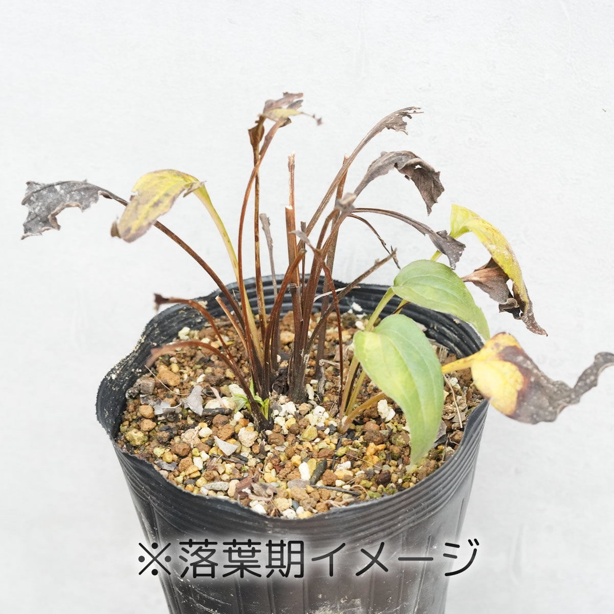 宿根草】エキナセア「サニー・デイズ・レモン」 5号(15cm)ポット