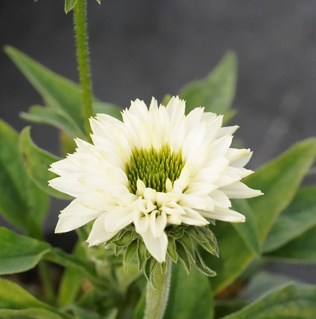 宿根草】エキナセア「サンシーカーズ・ホワイト・パーフェクション」 5