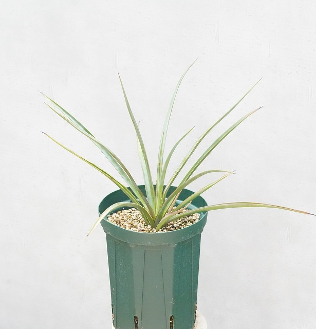 ユッカ・ミクステカナ 5号ロングスリット鉢 | | ドライガーデン
