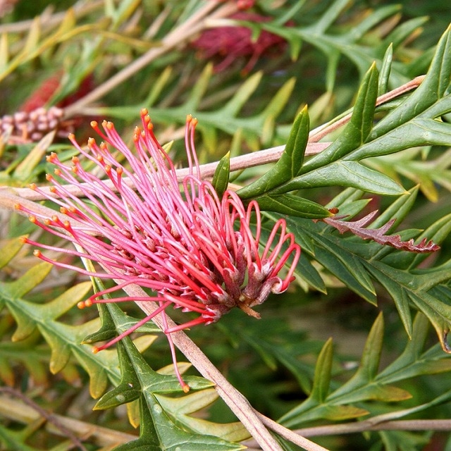 ドライフラワー ❇️グレビレアアイバンホー❣️ ドライフラワー