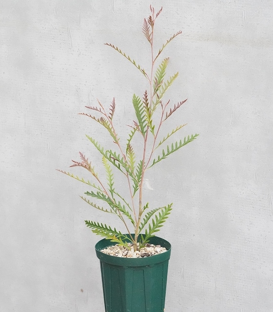 シルバー グレビレア アイバンホー 根付き鉢物大株 高さ1.3m 8号鉢 Amazon.co.jp: グレビレア・アイバンホー 5号スリット鉢【品種で